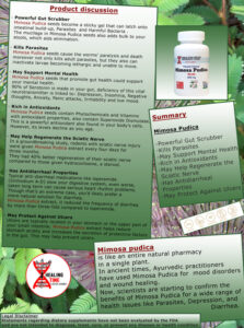 HT Mimosa Pudica Banner